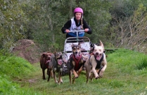 Mushing - warsztaty z Mistrzami psich zaprzęgów