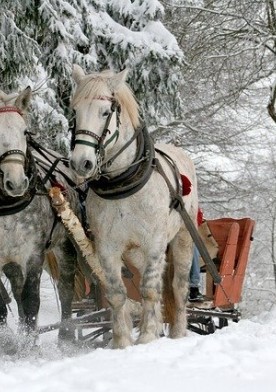 Wypoczynek w stadninie, czyli gdzie się wybrać na Podkarpaciu w zimie?