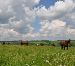 Ośrodek jeździecki