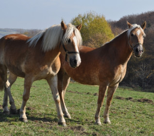 Ośrodek jeździecki